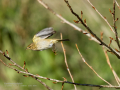 Mosquitero común - Phylloscopus collybita - Mosquiter comú