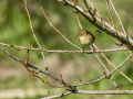 Mosquitero común - Phylloscopus collybita - Mosquiter comú