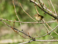 Mosquitero común - Phylloscopus collybita - Mosquiter comú