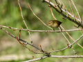 Mosquitero común - Phylloscopus collybita - Mosquiter comú