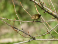 Mosquitero común - Phylloscopus collybita - Mosquiter comú