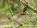 Mosquitero común - Phylloscopus collybita - Mosquiter comú