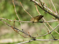 Mosquitero común - Phylloscopus collybita - Mosquiter comú