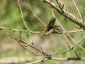 Mosquitero común - Phylloscopus collybita - Mosquiter comú