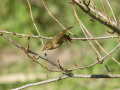 Mosquitero común - Phylloscopus collybita - Mosquiter comú