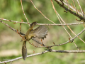 Mosquitero común - Phylloscopus collybita - Mosquiter comú