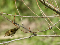 Mosquitero común - Phylloscopus collybita - Mosquiter comú