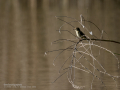 Mosquitero común - Phylloscopus collybita - Mosquiter comú