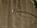 Mosquitero común - Phylloscopus collybita - Mosquiter comú