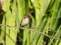 Mosquitero común - Phylloscopus collybita - Mosquiter comú