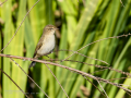 Mosquitero común - Phylloscopus collybita - Mosquiter comú