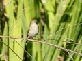 Mosquitero común - Phylloscopus collybita - Mosquiter comú