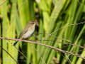 Mosquitero común - Phylloscopus collybita - Mosquiter comú