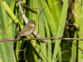 Mosquitero común - Phylloscopus collybita - Mosquiter comú