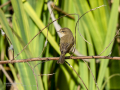 Mosquitero común - Phylloscopus collybita - Mosquiter comú
