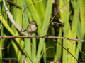 Mosquitero común - Phylloscopus collybita - Mosquiter comú