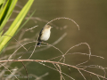 Mosquitero común - Phylloscopus collybita - Mosquiter comú