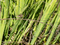 Mosquitero común - Phylloscopus collybita - Mosquiter comú
