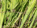 Mosquitero común - Phylloscopus collybita - Mosquiter comú