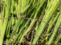 Mosquitero común - Phylloscopus collybita - Mosquiter comú