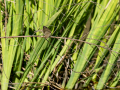 Mosquitero común - Phylloscopus collybita - Mosquiter comú