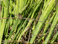 Mosquitero común - Phylloscopus collybita - Mosquiter comú