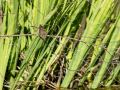 Mosquitero común - Phylloscopus collybita - Mosquiter comú