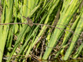 Mosquitero común - Phylloscopus collybita - Mosquiter comú
