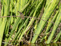 Mosquitero común - Phylloscopus collybita - Mosquiter comú