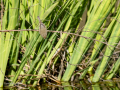 Mosquitero común - Phylloscopus collybita - Mosquiter comú