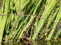 Mosquitero común - Phylloscopus collybita - Mosquiter comú