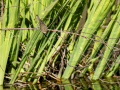 Mosquitero común - Phylloscopus collybita - Mosquiter comú
