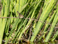Mosquitero común - Phylloscopus collybita - Mosquiter comú