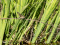 Mosquitero común - Phylloscopus collybita - Mosquiter comú