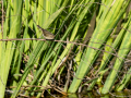 Mosquitero común - Phylloscopus collybita - Mosquiter comú