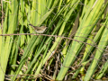 Mosquitero común - Phylloscopus collybita - Mosquiter comú