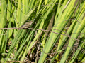 Mosquitero común - Phylloscopus collybita - Mosquiter comú