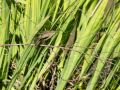 Mosquitero común - Phylloscopus collybita - Mosquiter comú