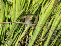 Mosquitero común - Phylloscopus collybita - Mosquiter comú