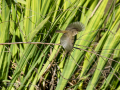 Mosquitero común - Phylloscopus collybita - Mosquiter comú