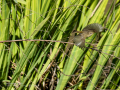 Mosquitero común - Phylloscopus collybita - Mosquiter comú