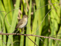Mosquitero común - Phylloscopus collybita - Mosquiter comú