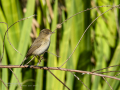Mosquitero común - Phylloscopus collybita - Mosquiter comú