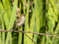 Mosquitero común - Phylloscopus collybita - Mosquiter comú