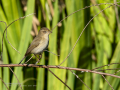 Mosquitero común - Phylloscopus collybita - Mosquiter comú