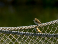 Mosquitero común - Phylloscopus collybita - Mosquiter comú