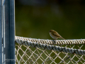 Mosquitero común - Phylloscopus collybita - Mosquiter comú