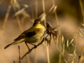 Mosquitero ibérico - Phylloscopus ibericus - Mosquiter ibèric