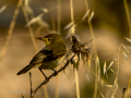 Mosquitero ibérico - Phylloscopus ibericus - Mosquiter ibèric