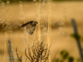 Mosquitero ibérico - Phylloscopus ibericus - Mosquiter ibèric